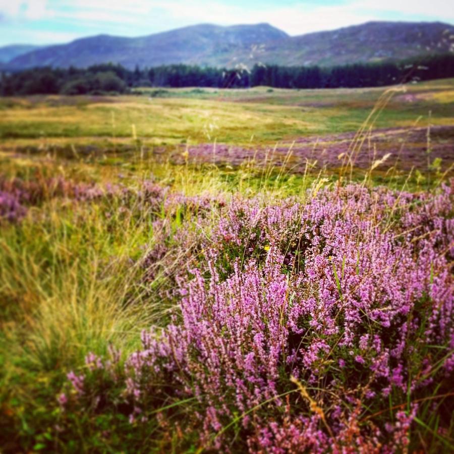 Caman House Apt 2 - By Where Stags Roar Newtonmore Eksteriør bilde