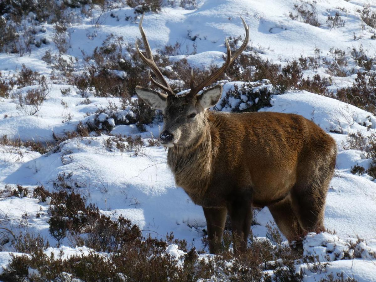 Caman House Apt 2 - By Where Stags Roar Newtonmore Eksteriør bilde